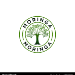 All Moringa Tree